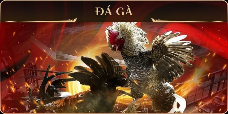 Chinh Phục Đá Gà GA28 Tại Cado888 Nắm Trọn Mọi Kèo Thơm 2 Chinh Phục Đá Gà GA28 Tại Cado888 Nắm Trọn Mọi Kèo Thơm