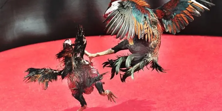 Bí Kíp Chơi Đá Gà Sabong Cado888 Bất Bại Rinh Thưởng Cực Lớn 1 Bí Kíp Chơi Đá Gà Sabong Cado888 Bất Bại Rinh Thưởng Cực Lớn