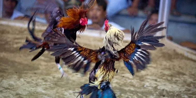 Bí Kíp Chơi Đá Gà Sabong Cado888 Bất Bại Rinh Thưởng Cực Lớn 2 Bí Kíp Chơi Đá Gà Sabong Cado888 Bất Bại Rinh Thưởng Cực Lớn