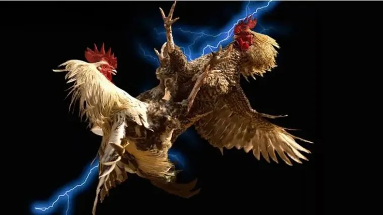 Đá Gà Cado888 Trực Tiếp Đỉnh Cao Săn Thưởng Cực Khủng Ngay